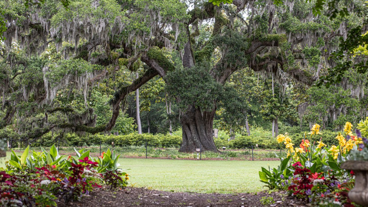 Large Airlie Oak tree in distance with flowers in foreground on cloudy day at Airlie Gardens in Wilmington