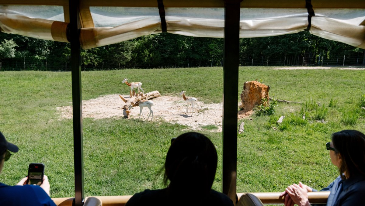 People in zoo trolley looking into animal exhibit