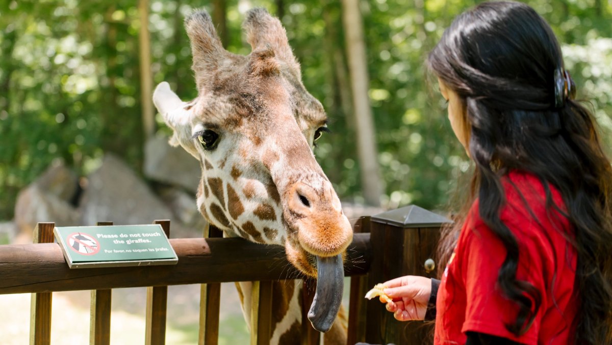 Girl hand-feeding giraffe lettuce on giraffe station at NC Zoo