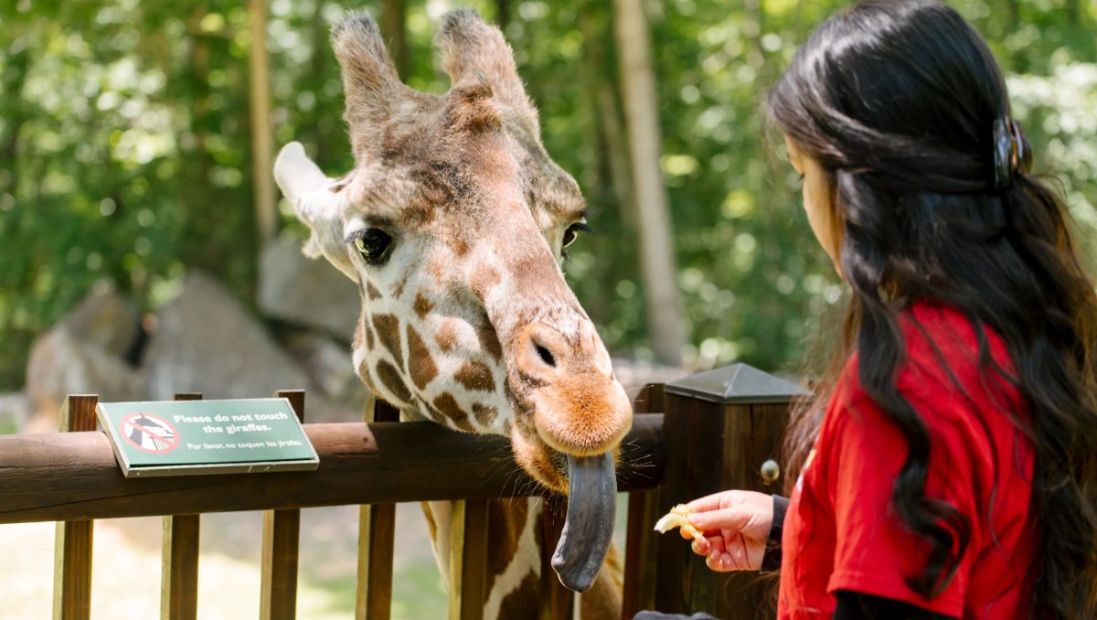 Girl hand-feeding giraffe lettuce on giraffe station at NC Zoo