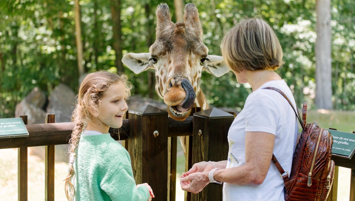 Mom and daughter hand-feeling giraffe at North Carolina Zoo