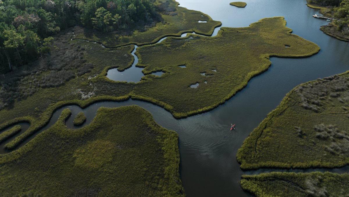 Aerial of kayaker paddling through meandering marsh in coastal forest