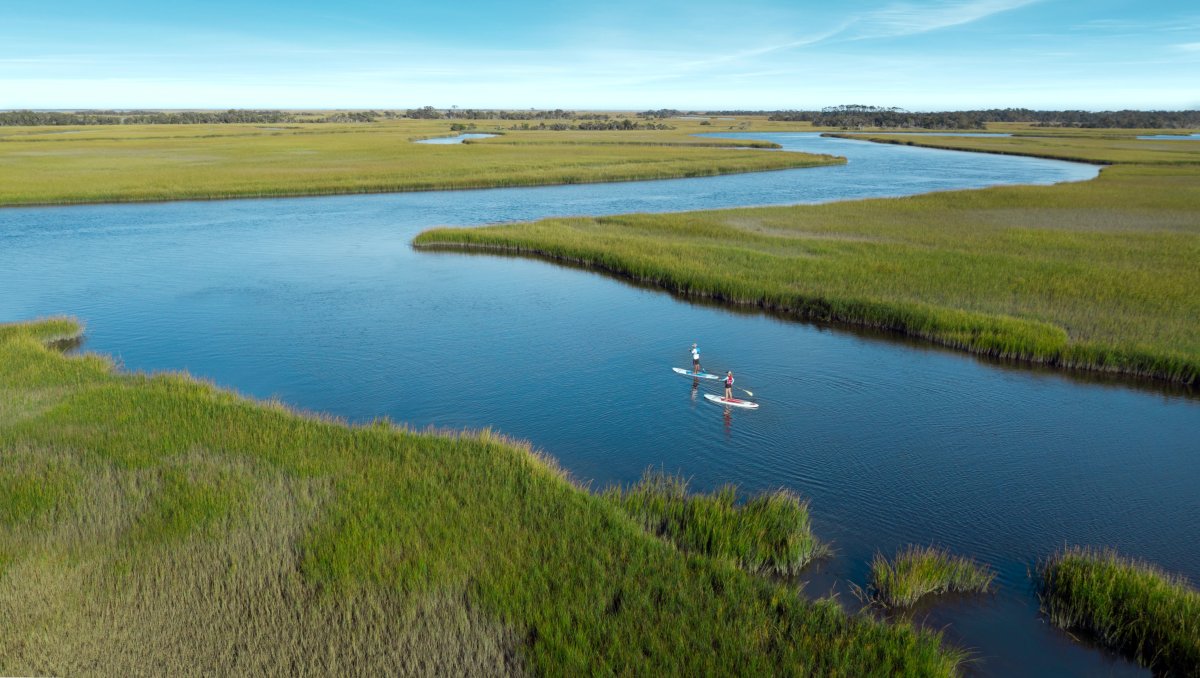 People standup paddleboarding through marshes on clear day