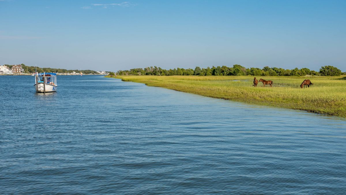 Wild horses on the Shackleford Banks as boat float by on sunny day