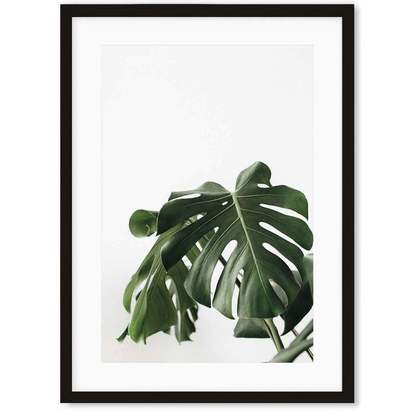 MONSTERA LEAF BOTANICAL ART PRINT With black frame and mount 