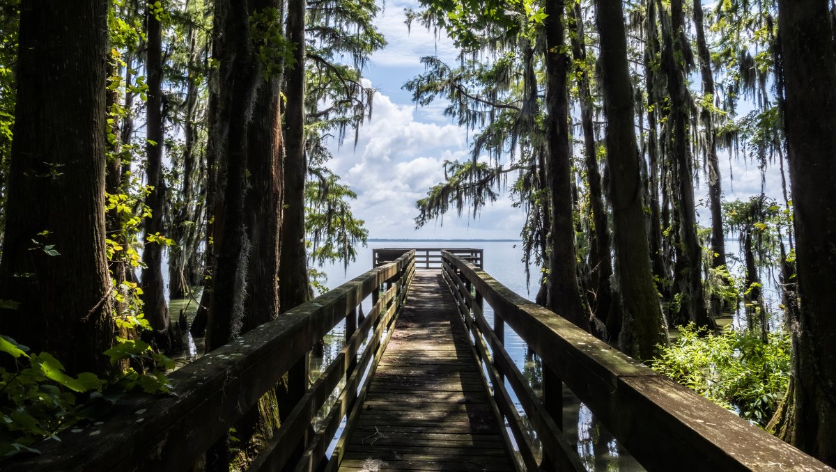 Boardwalk jutting out into lake surrounded by mossy trees