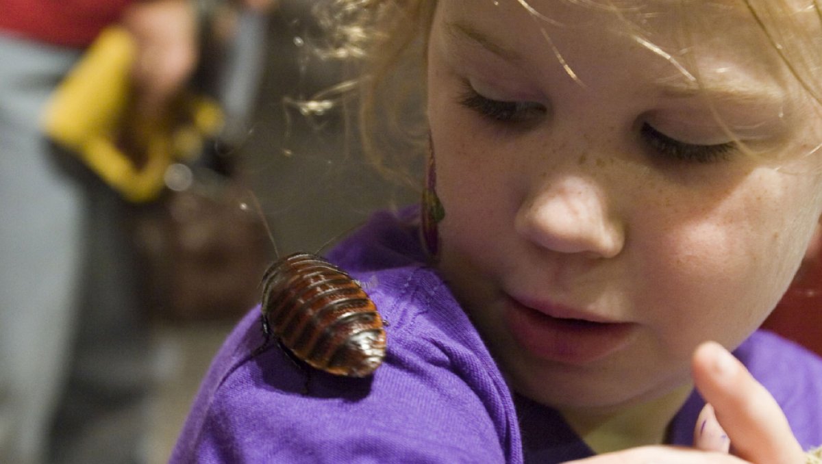 Child watching a bug crawl on her shoulder at bug festival