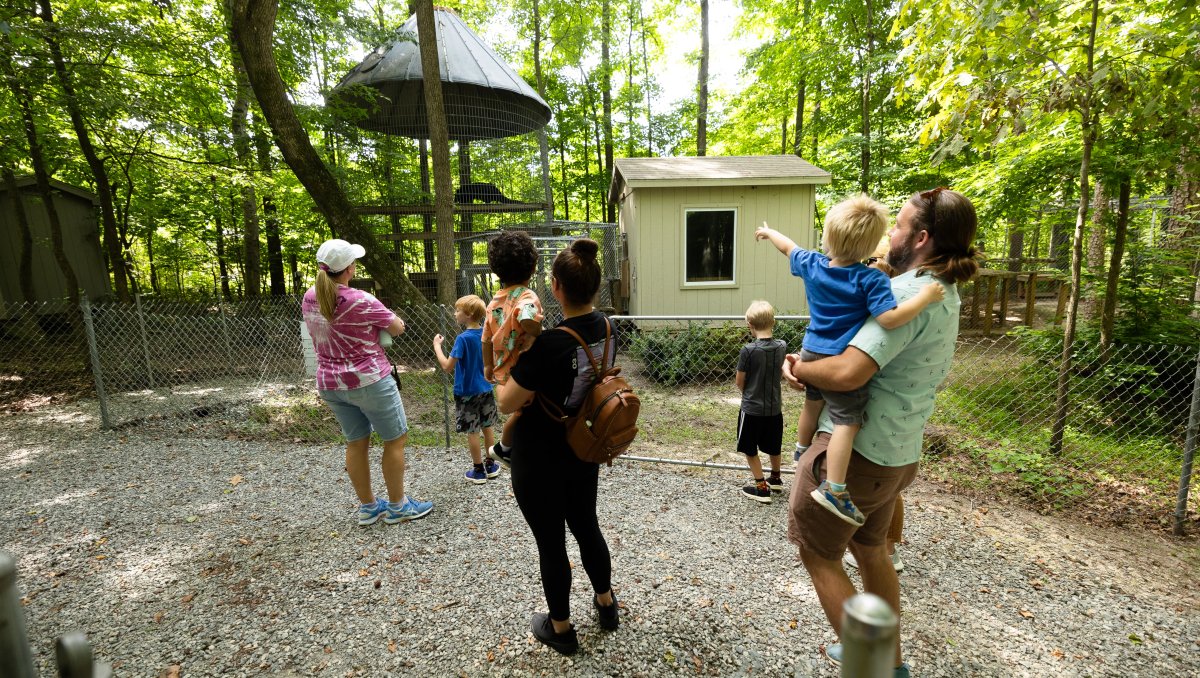 Families at animal park observing animal in pen, surrounded by trees