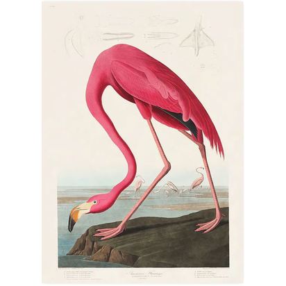 Capture flamingo