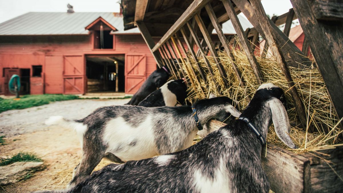 Goats eating hay with farm in background at Carl Sandburg Home National Historic Site