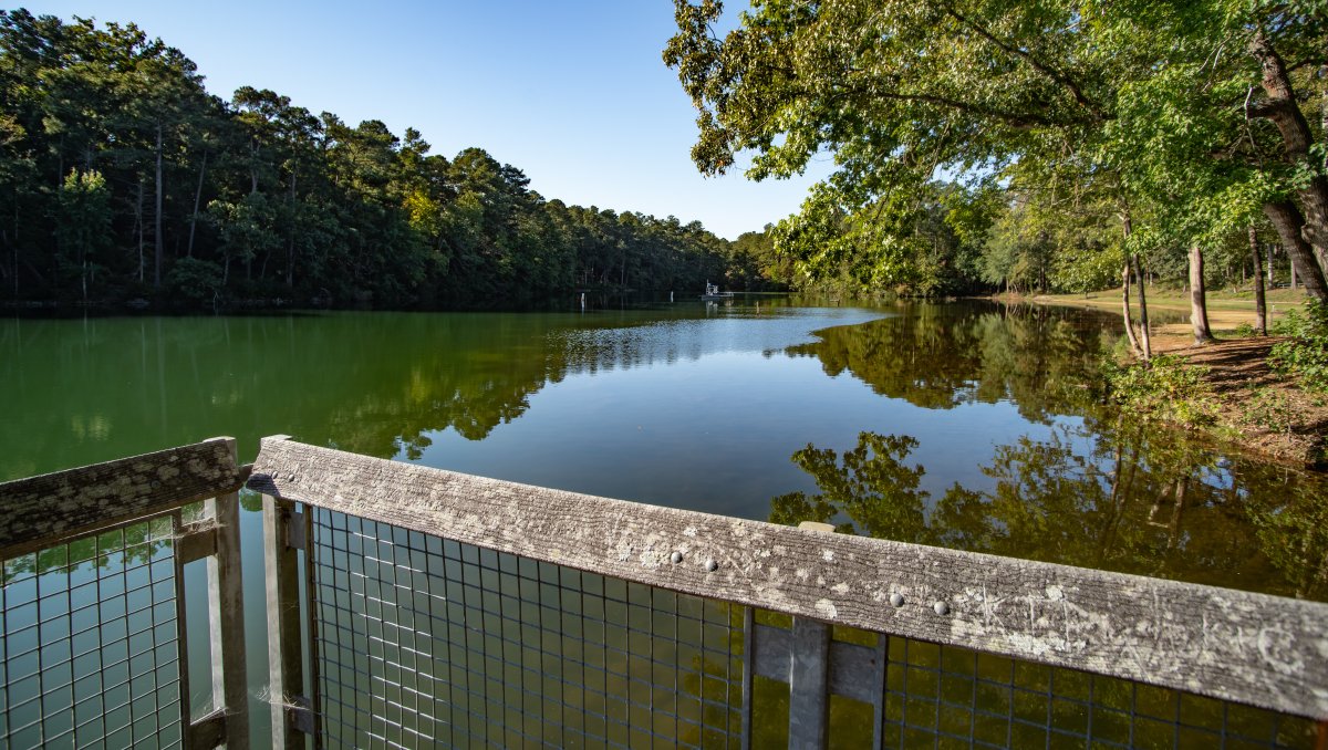 Calm lake surrounded by green trees from platform