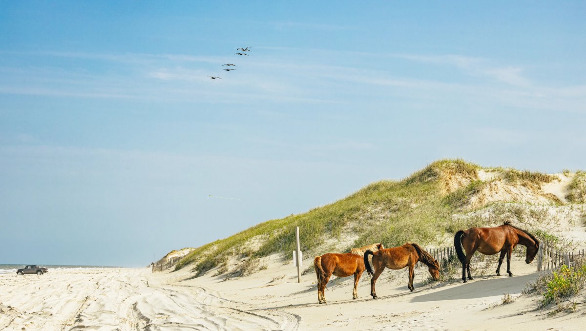 Three wild horses grazing on dunes of beach during daytime