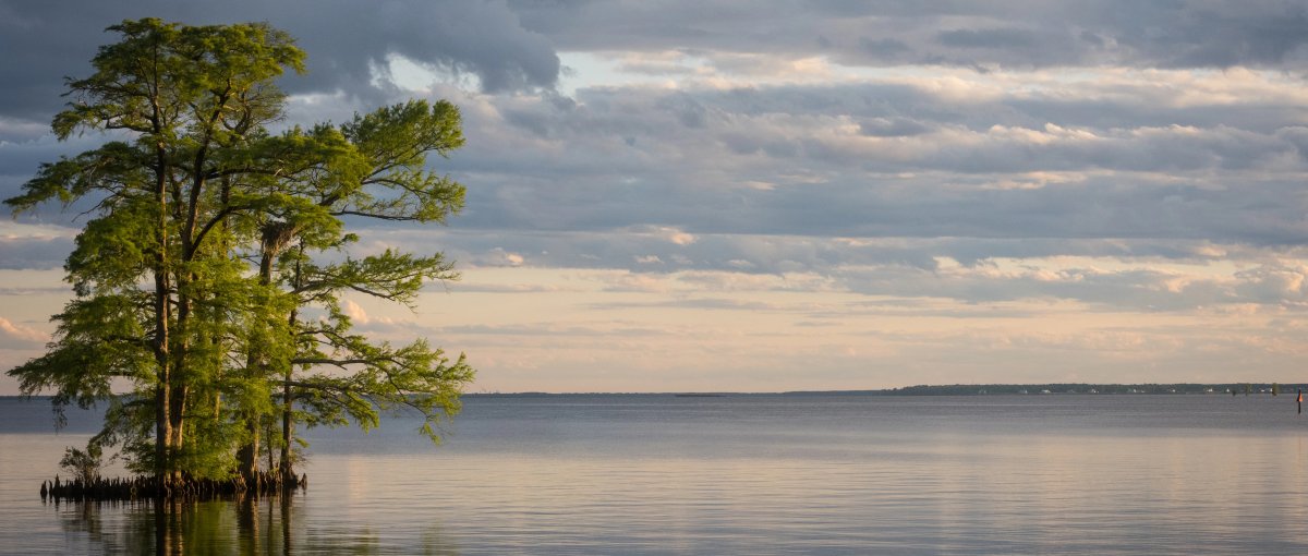 Cluster of trees in middle of calm sound during dusk