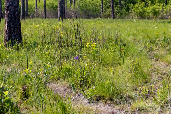 Swamp and grasses in open meadow during daytime