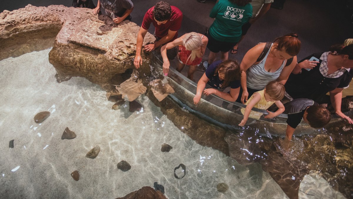 Aerial view of people touching stingrays in touch tank 