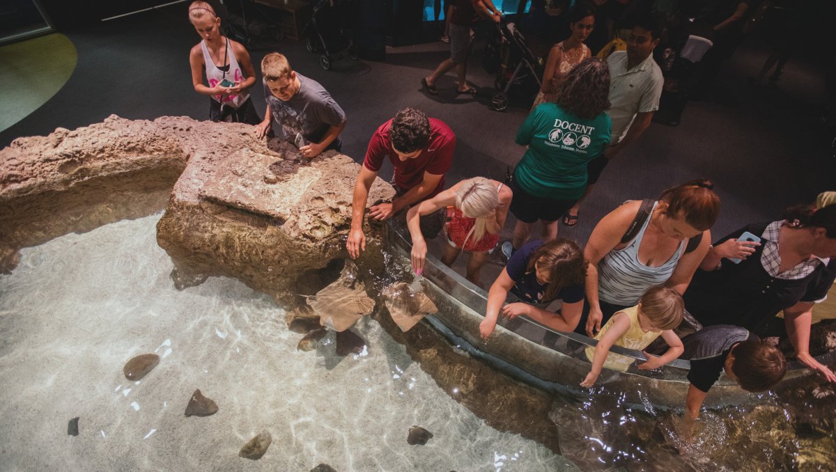 Aerial view of people touching stingrays in touch tank 