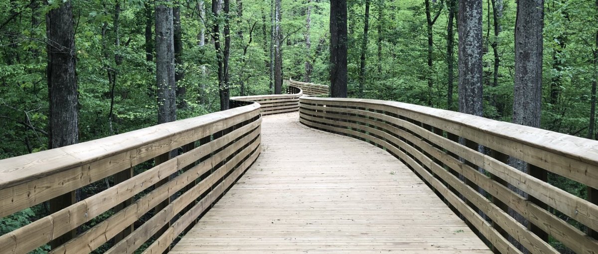 Empty wood path meandering through green trees