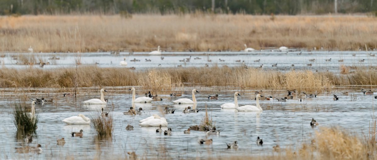 Dozens of birds on lake with marsh and bare trees in background