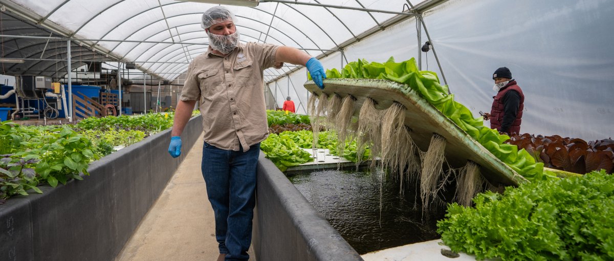 Person holding up plants grown in greenhouse