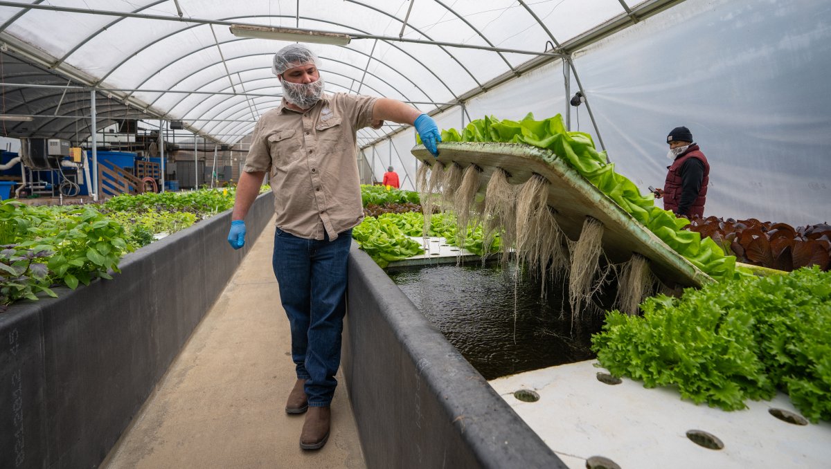 Person holding up plants grown in greenhouse