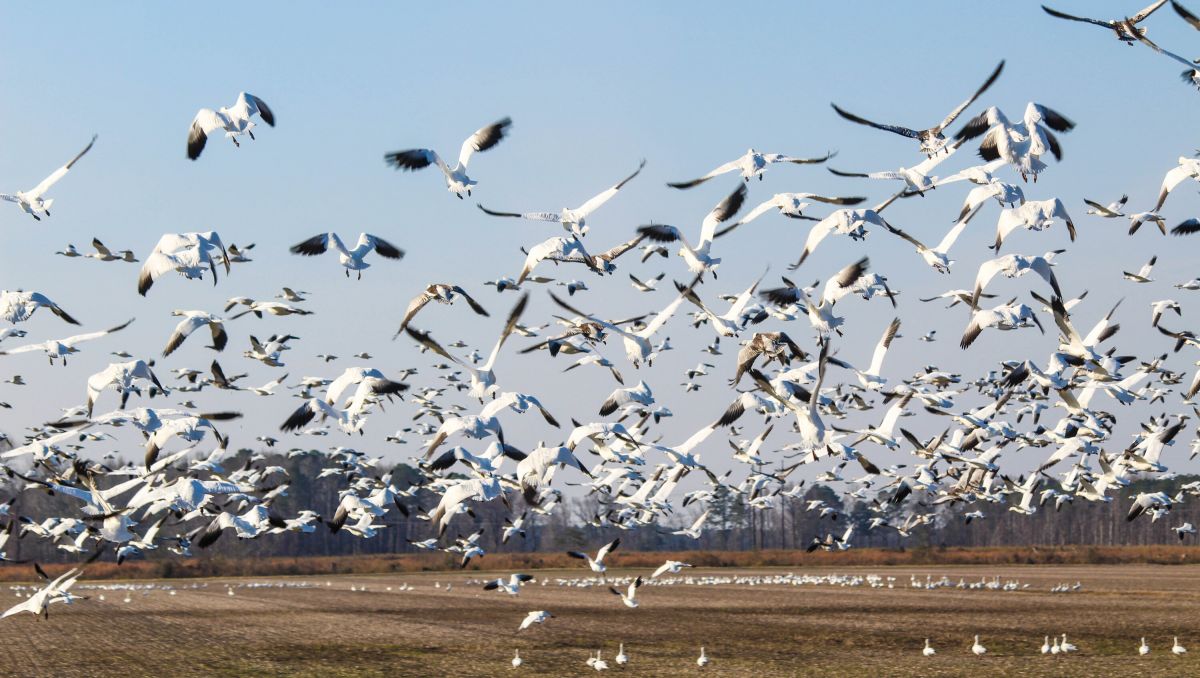 seagulls in Knotts Island 