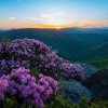 Wildflowers on rocks on mountain trail with sun setting over mountains in distance