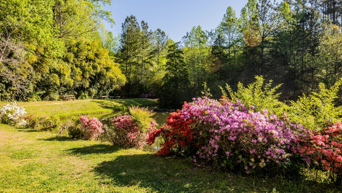 Pink and red flowers and shrubs lining pond and surrounded by green trees at botanical garden