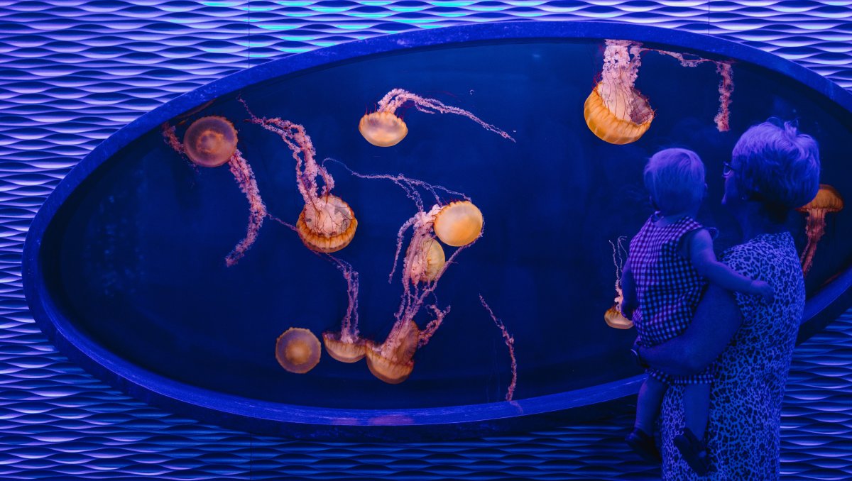 Woman holding small child inside aquarium, looking in jellyfish tank 