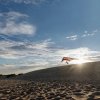 Hang glider in distance flying over sand dunes under sunny blue sky