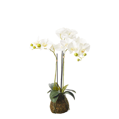 Faux Planted Phalaenopsis Orchid, Small - White