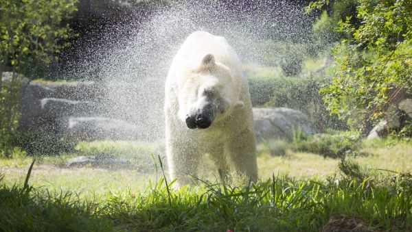 polar bear at North Carolina Zoo in Asheboro shakes off water in grassy area of its enclosure