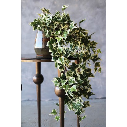 Rockettstgeorge faux variegated ivy plant lowres