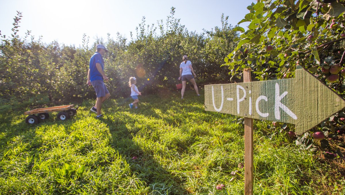 Sky Top Orchard pick your own apples