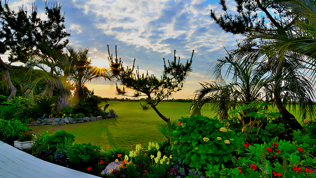 Flowers, plants and trees in seaside gardens