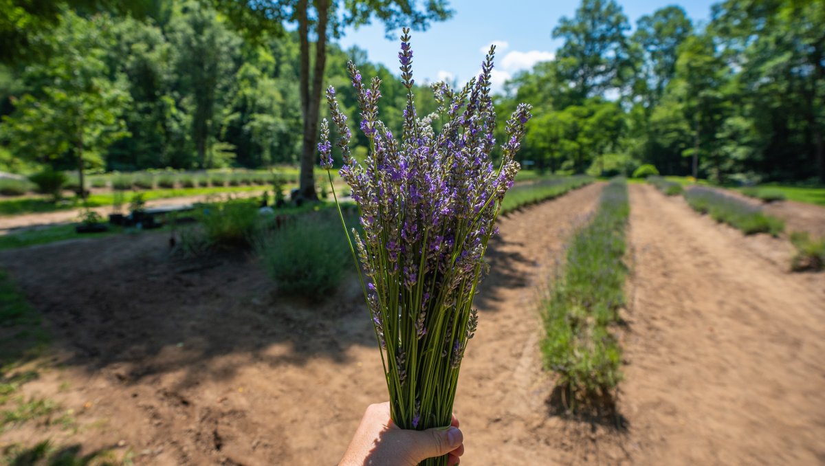 Person holding up bouquet of lavender in front of lavender field during daytime