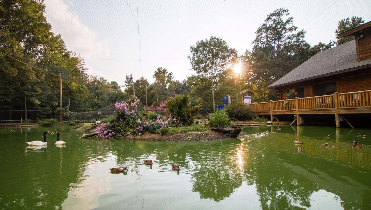 Green pond with birds floating in it with wood observation deck to the right, all surrounded by trees