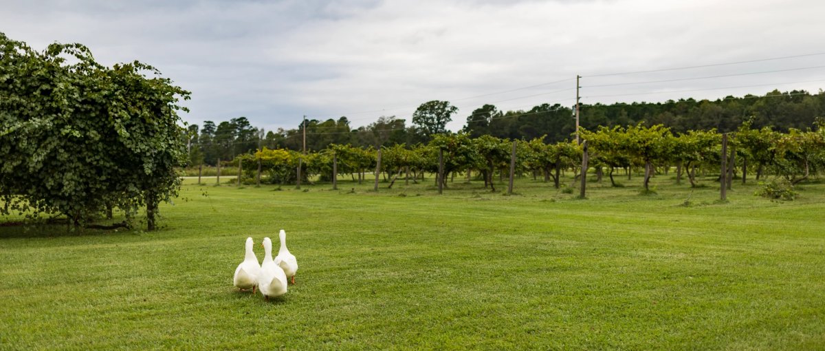 Three ducks waddling on lawn with green vineyards in background