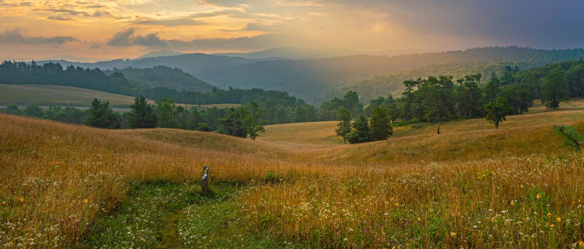 Long-range view of green and brown plants and flowers in field with trees and mountains in distance