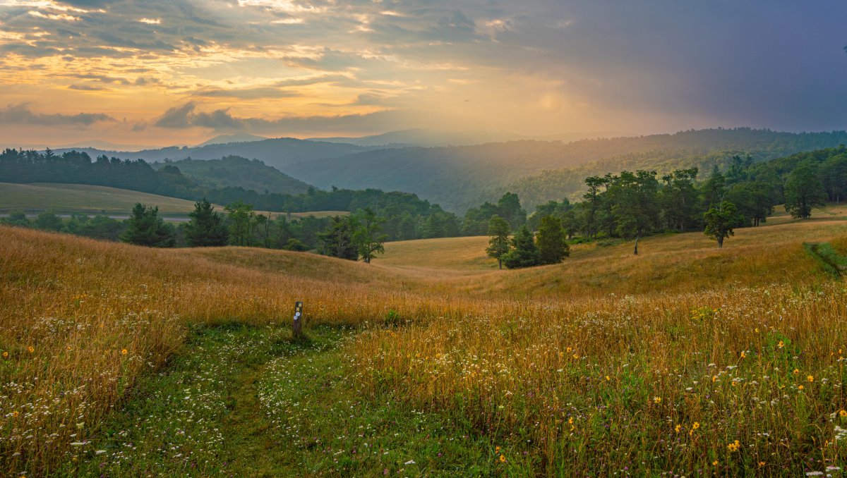 Long-range view of green and brown plants and flowers in field with trees and mountains in distance