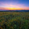 Meadow of wildflowers with mountains in distance under blue and pink sky