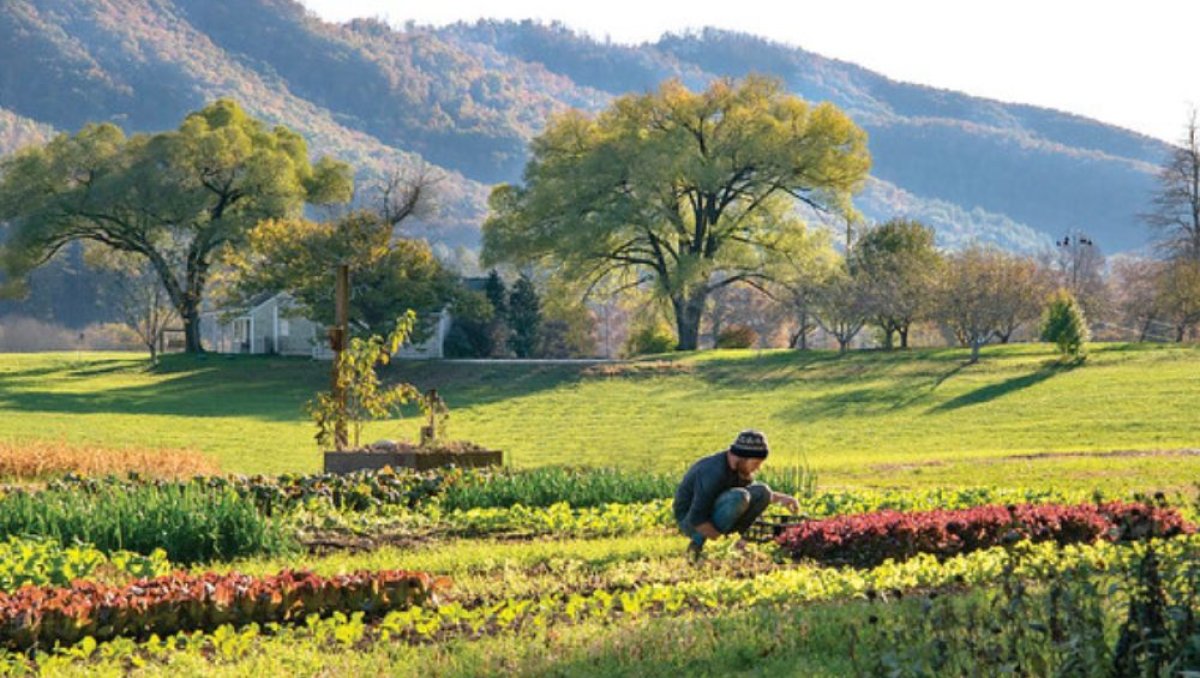 Person picking herbs in garden with field, trees and mountains in background