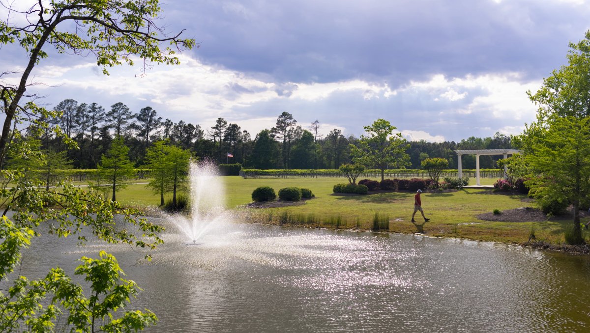 Pond, trees and veranda on vineyard grounds on sunny day